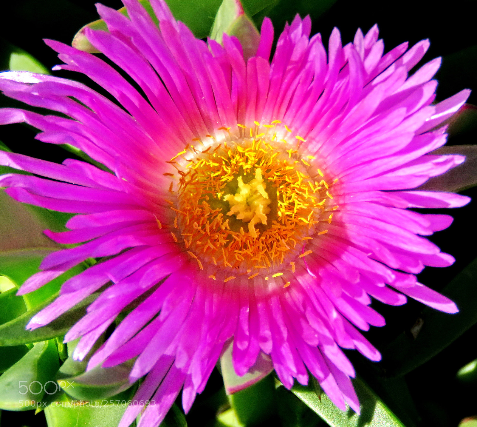 Canon PowerShot SX60 HS sample photo. Purple dandelion flower photography