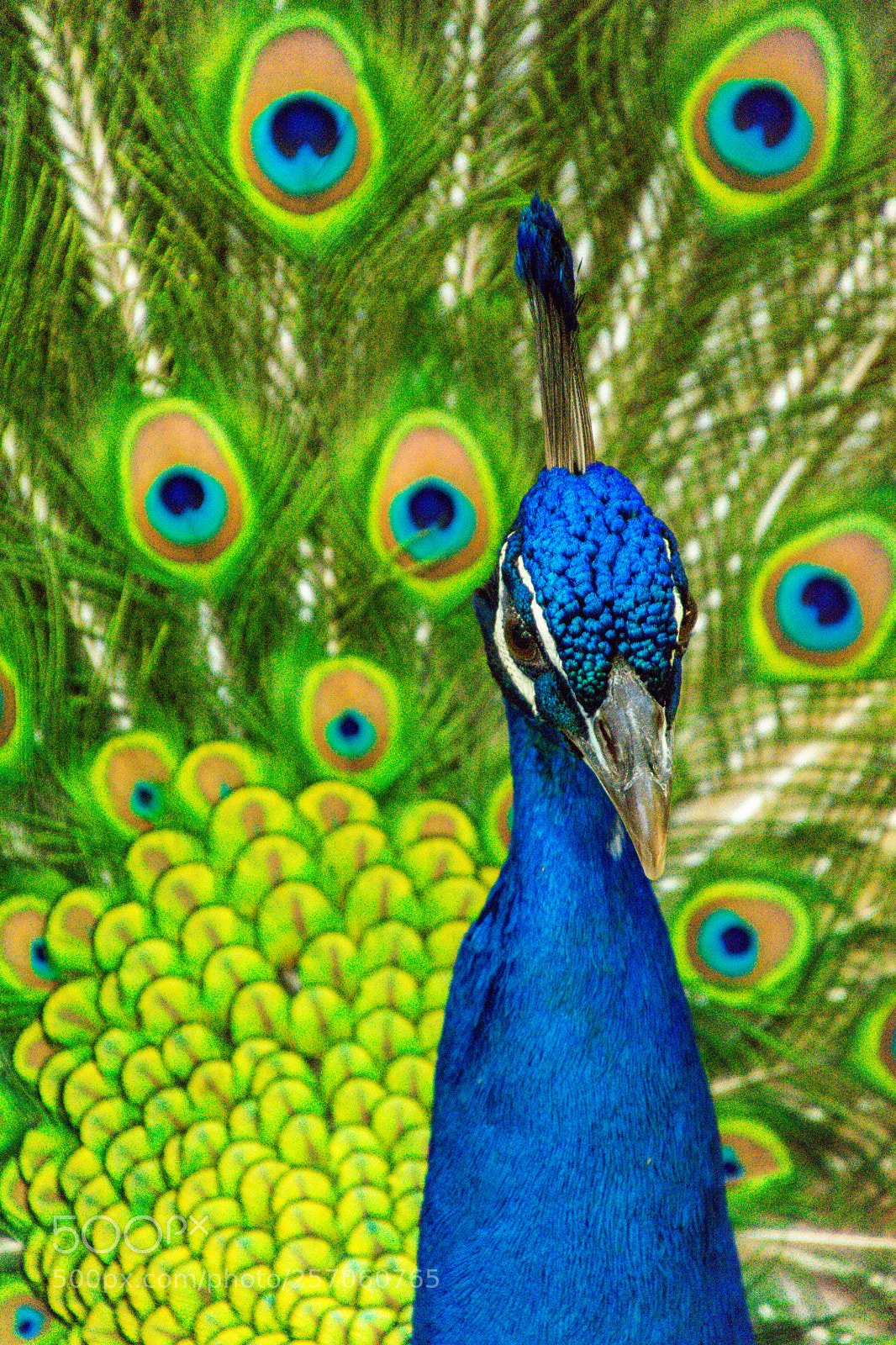 Nikon D7100 sample photo. A male peacock's serious photography