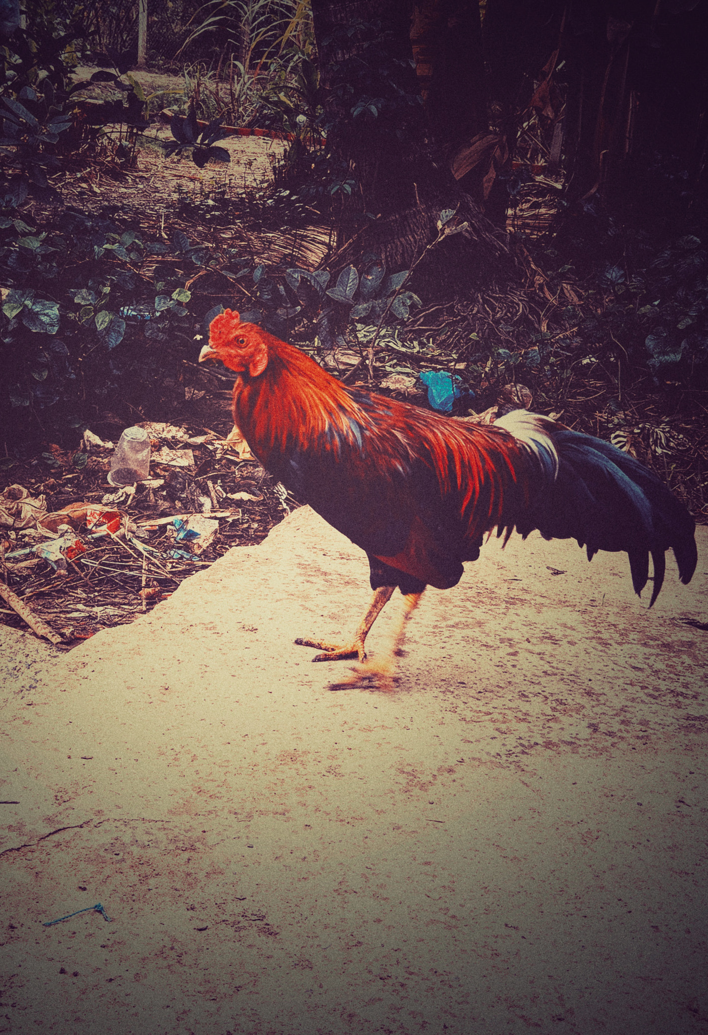 HTC U11 sample photo. Rooster photography