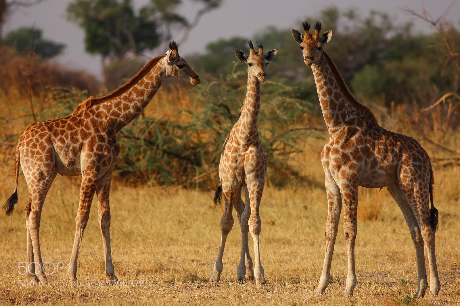 Canon EOS-1Ds Mark III sample photo. Giraffes photography