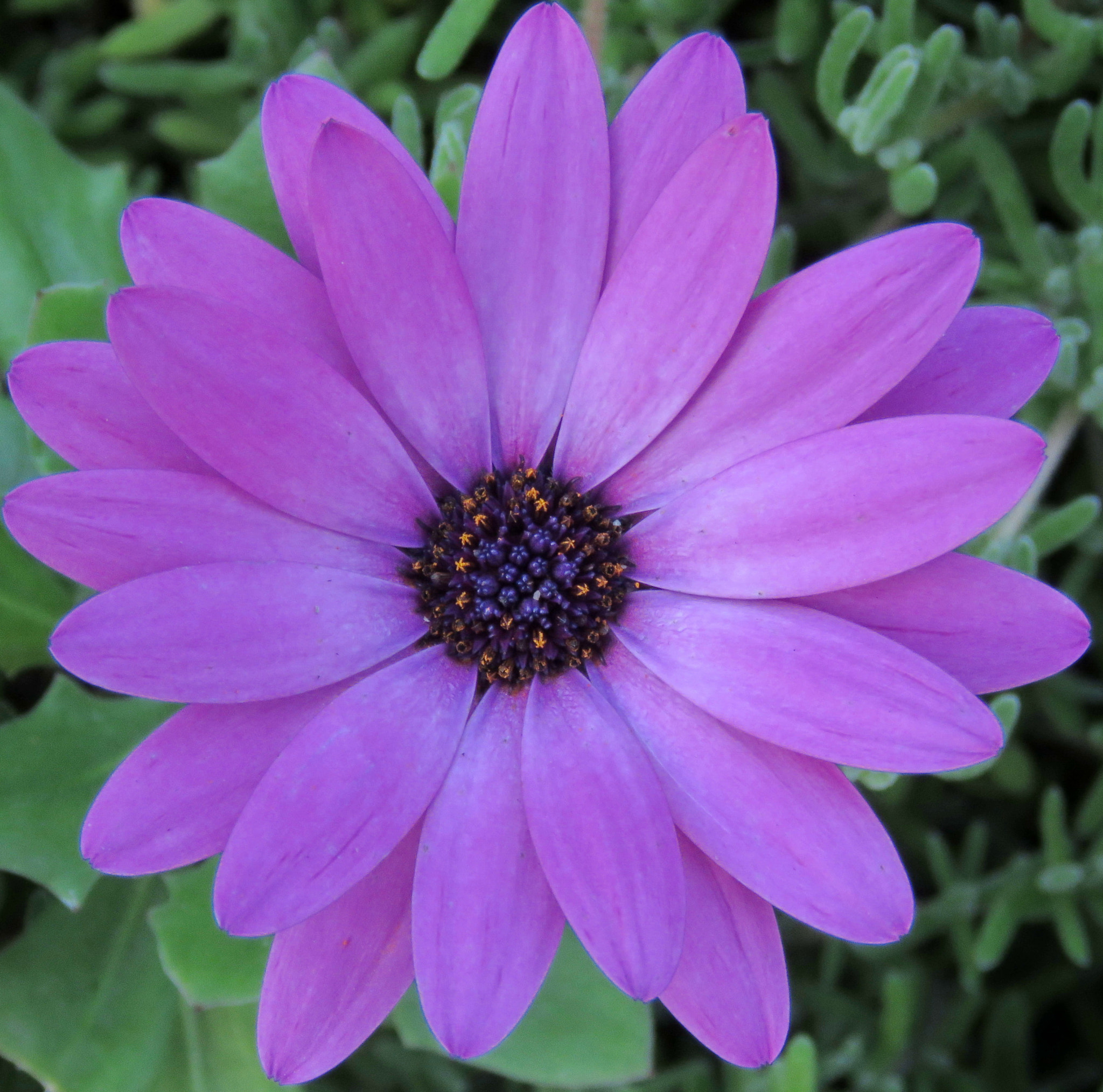 Canon PowerShot SX60 HS sample photo. Purple daisy flower photography