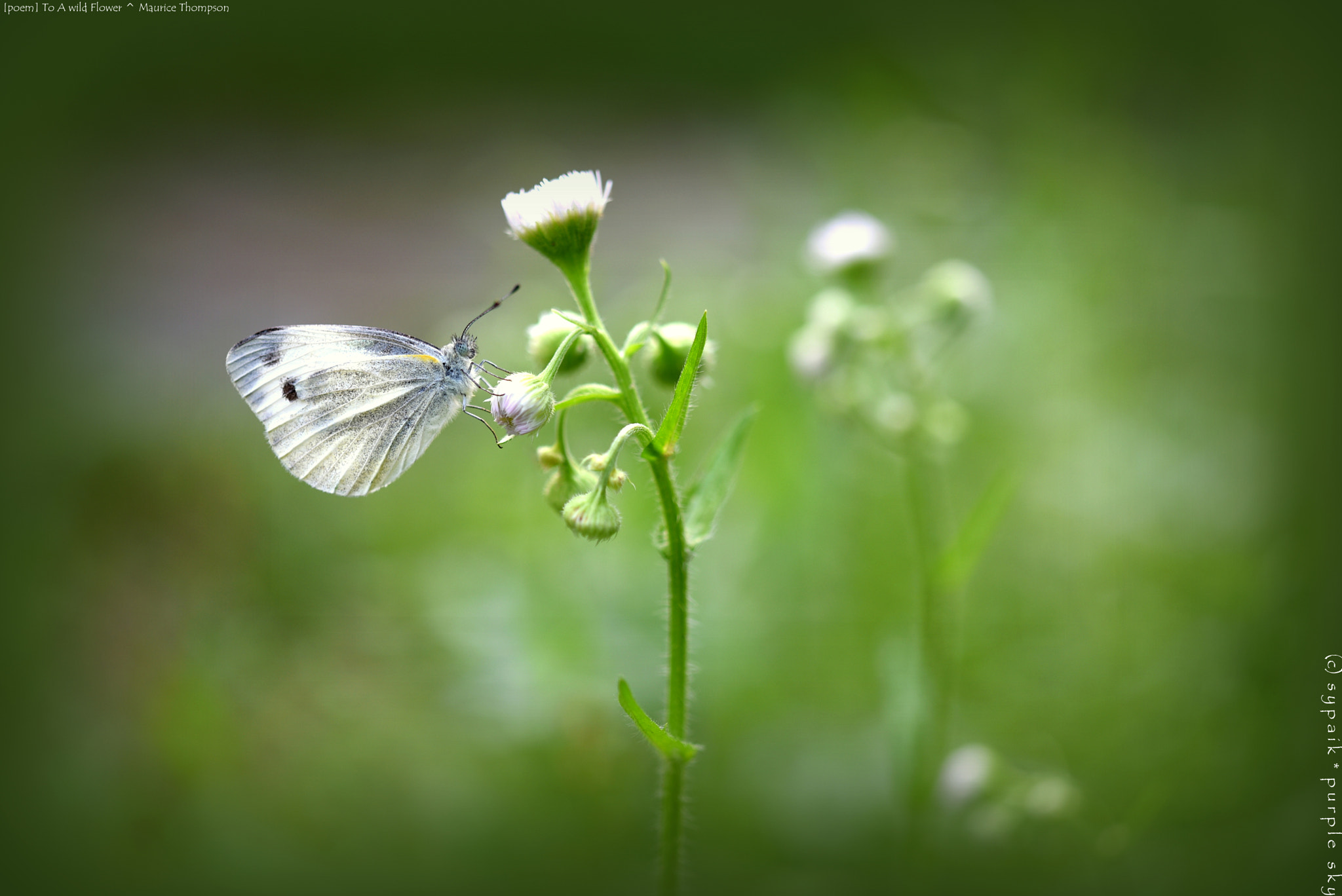 Nikon D750 + Nikon AF-S Micro-Nikkor 60mm F2.8G ED sample photo. To a wild flower *** photography