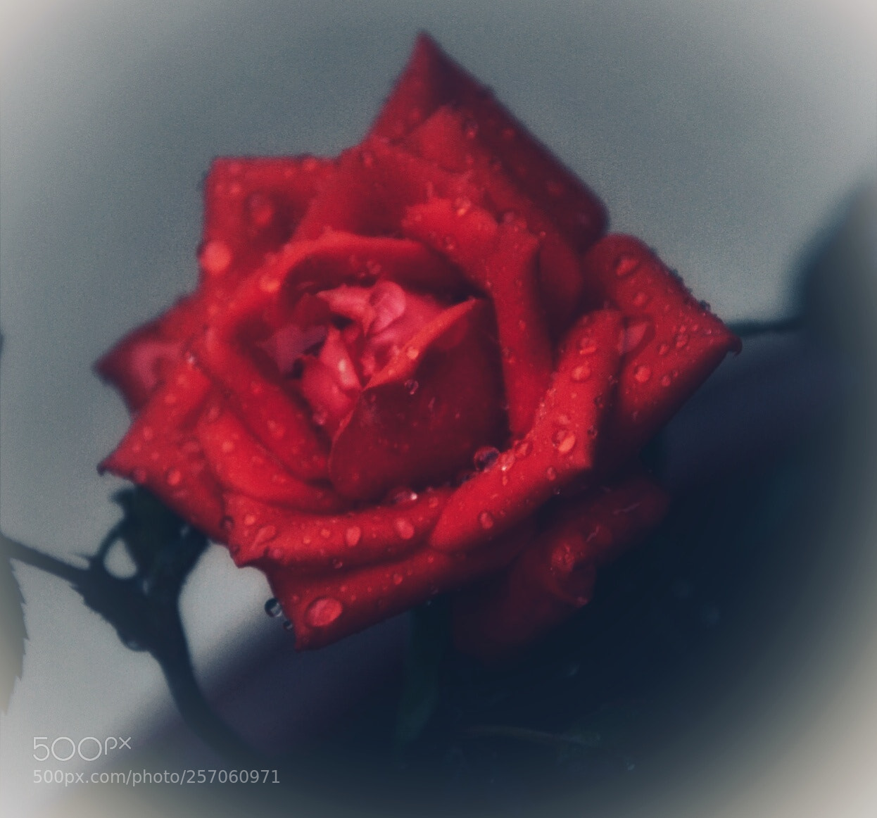 Nikon D7000 sample photo. Passion photography