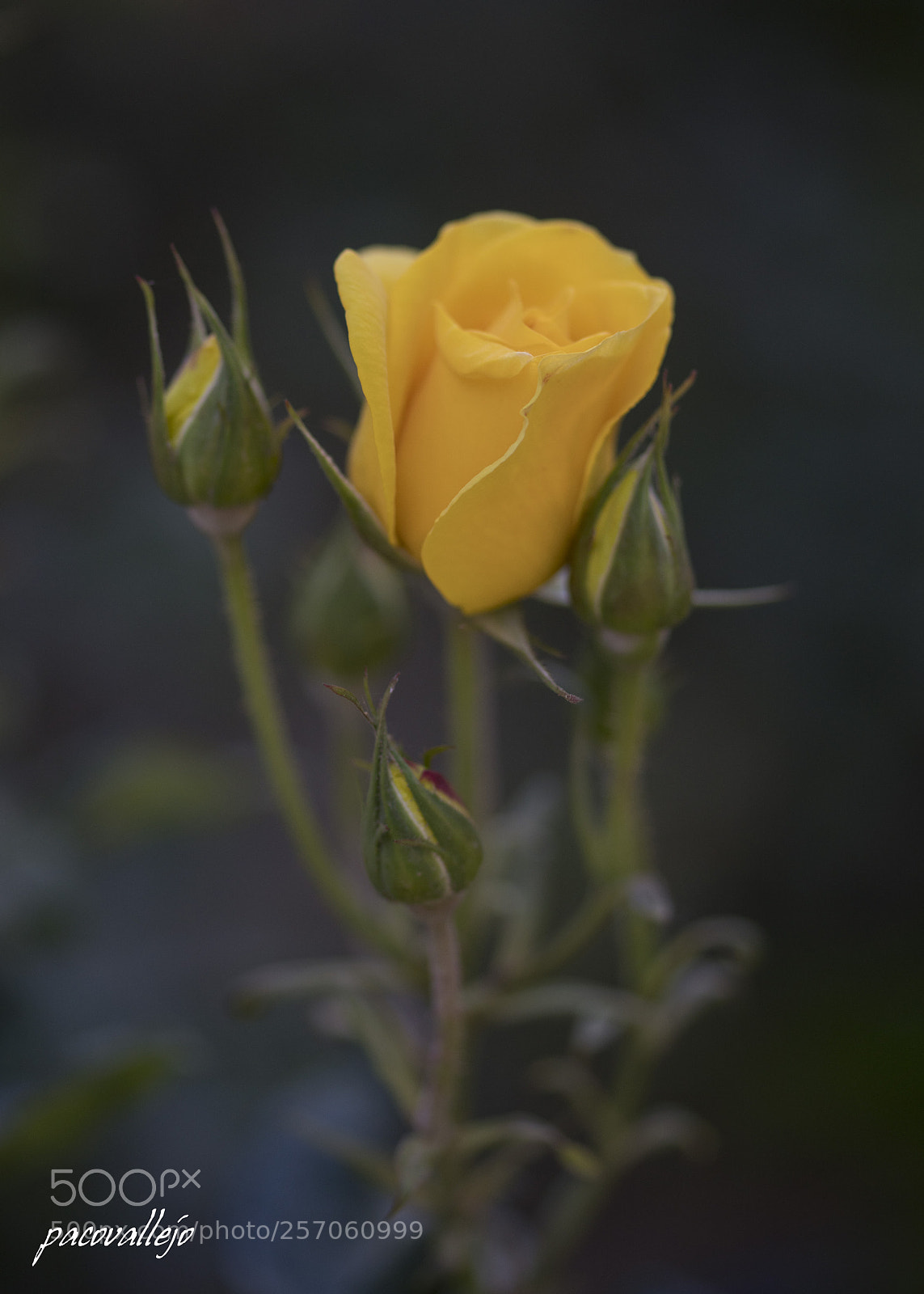 Sony a99 II sample photo. Dsc photography