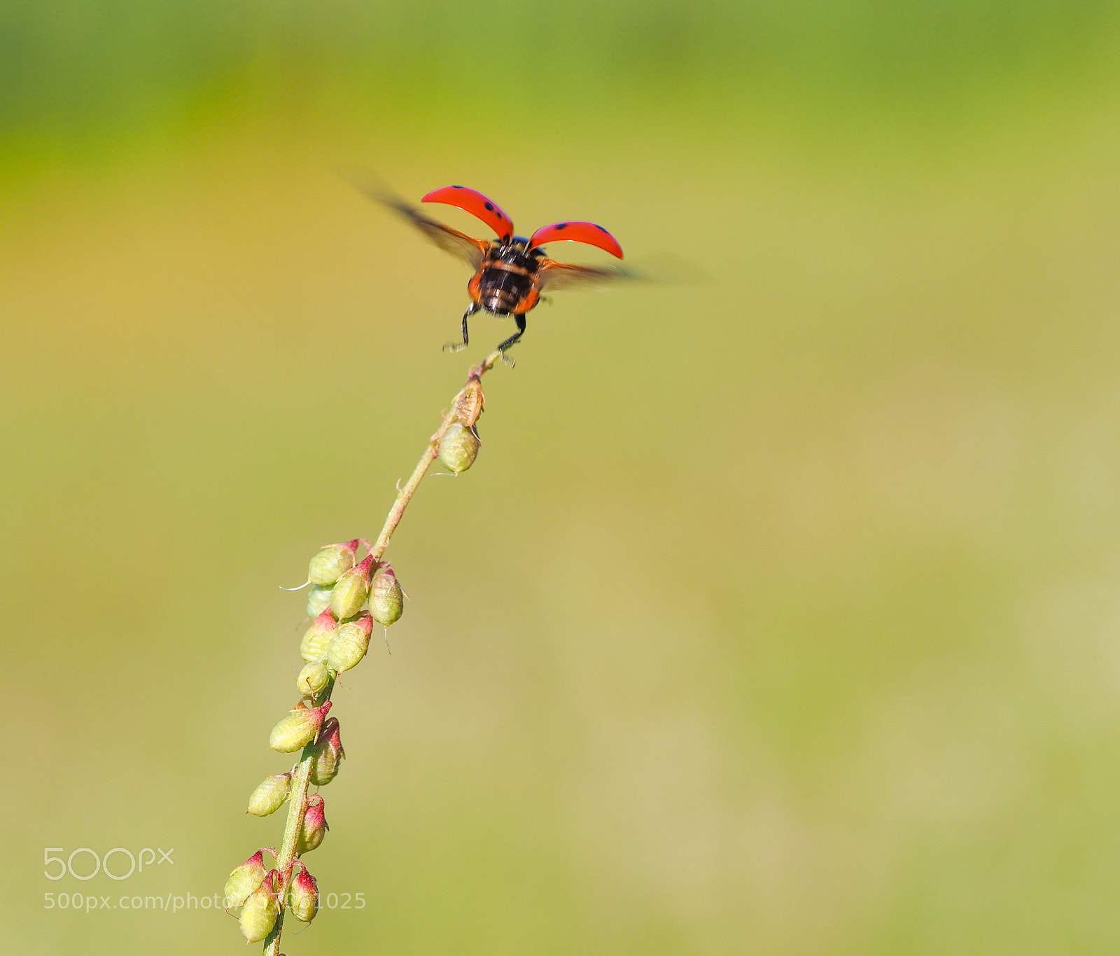 Olympus OM-D E-M1 Mark II sample photo. Ladybug photography