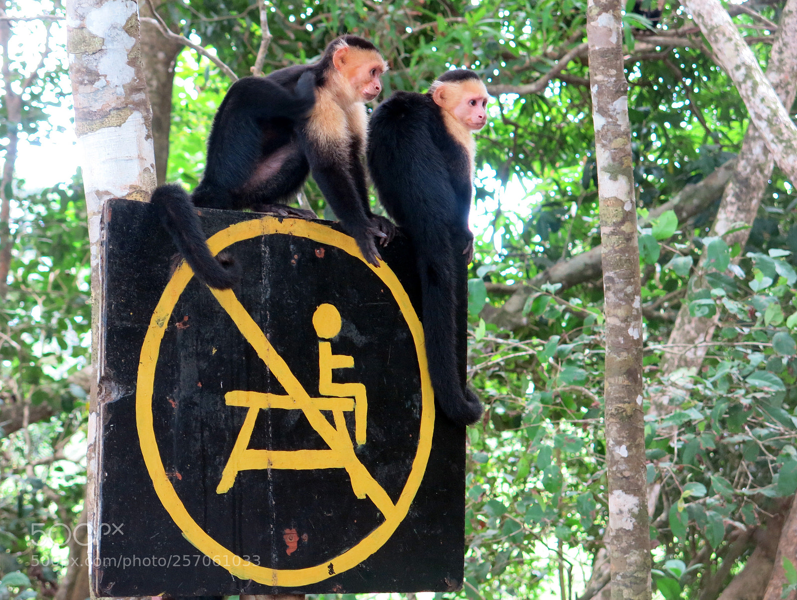 Canon PowerShot G15 sample photo. Monkeys photography