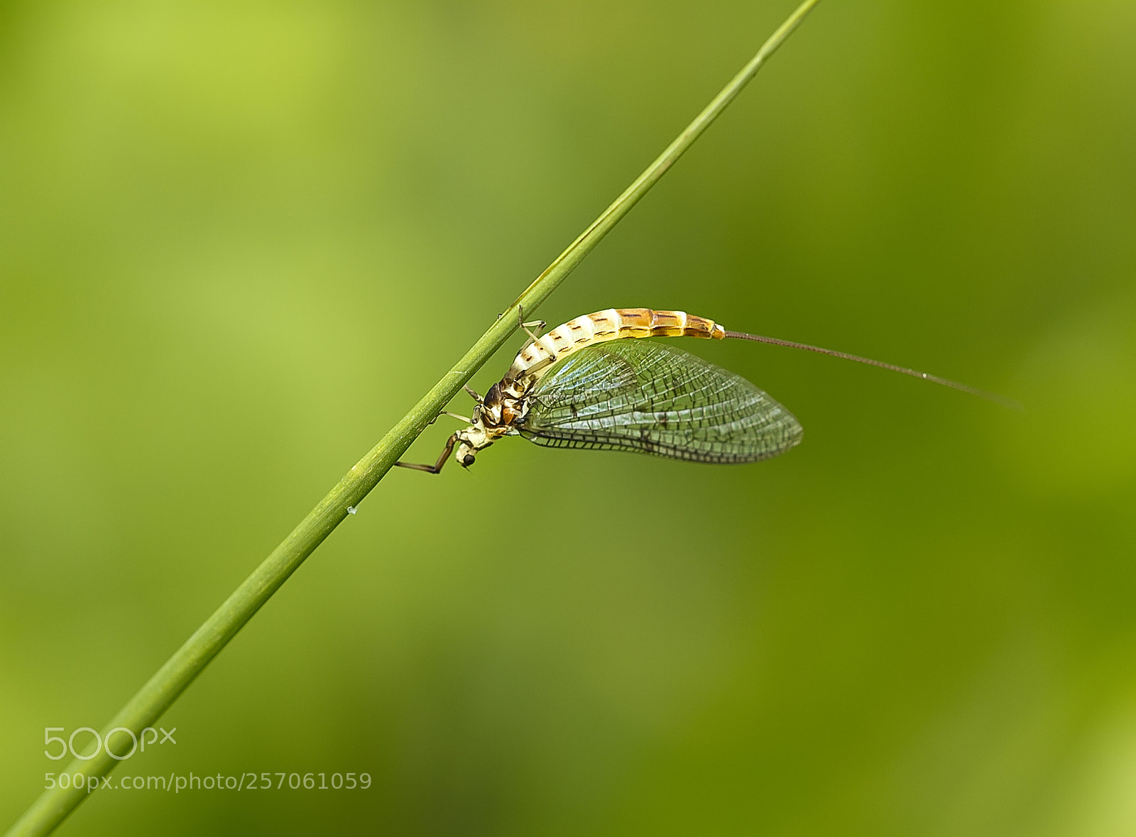 Canon EOS 7D sample photo. Insecte photography