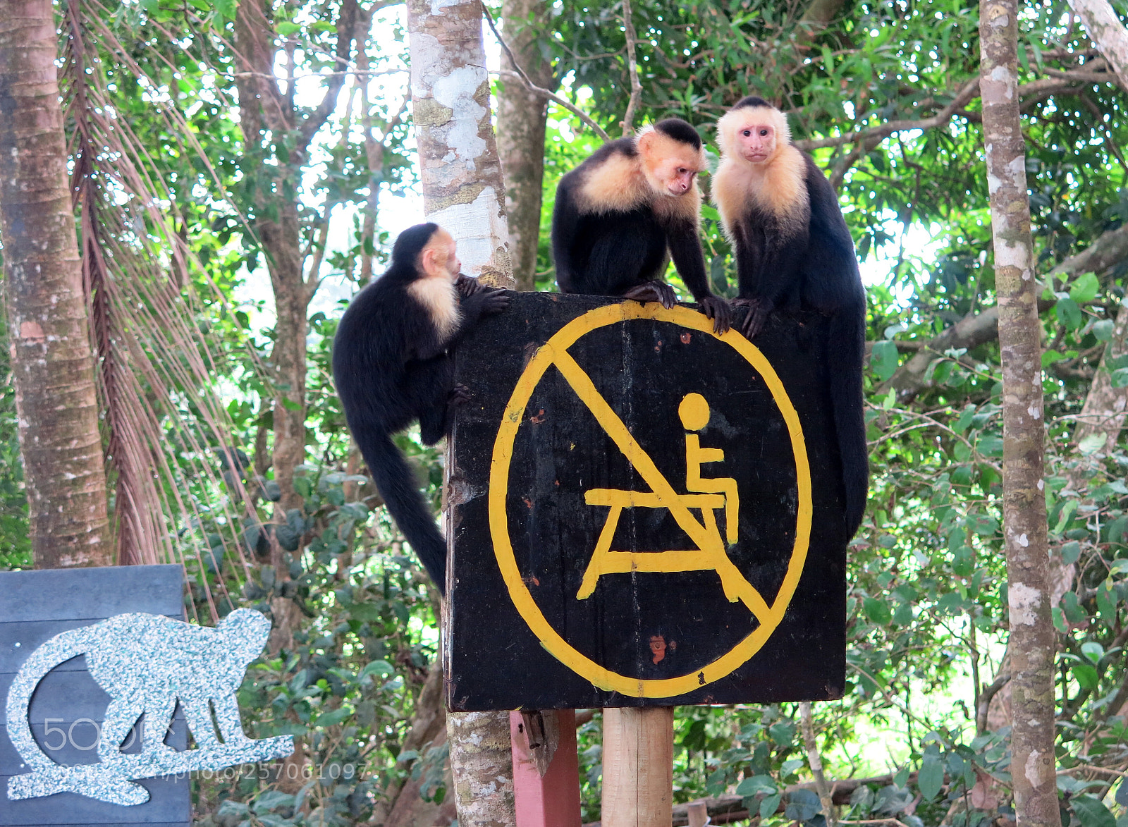 Canon PowerShot G15 sample photo. Monkeys photography