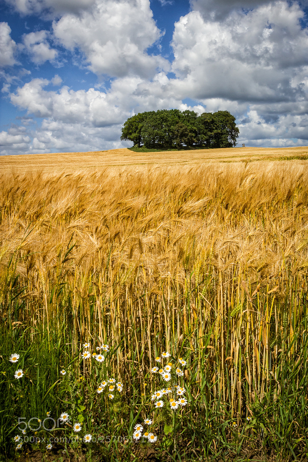 Canon EOS 550D (EOS Rebel T2i / EOS Kiss X4) sample photo. Cornfield photography