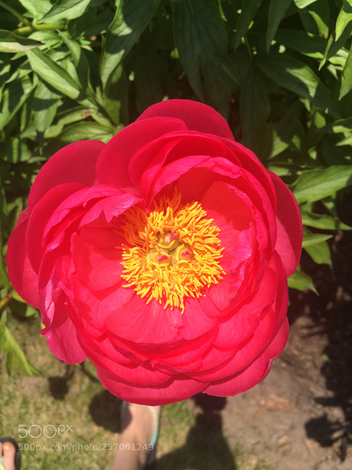 Apple iPhone 6s sample photo. Untitled photography