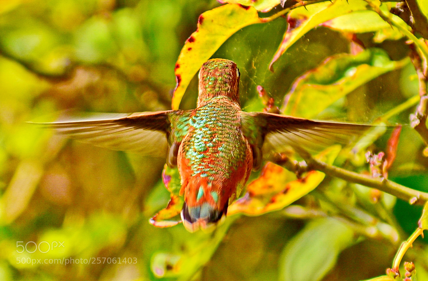 Nikon D7200 sample photo. Hummingbird flying to a photography