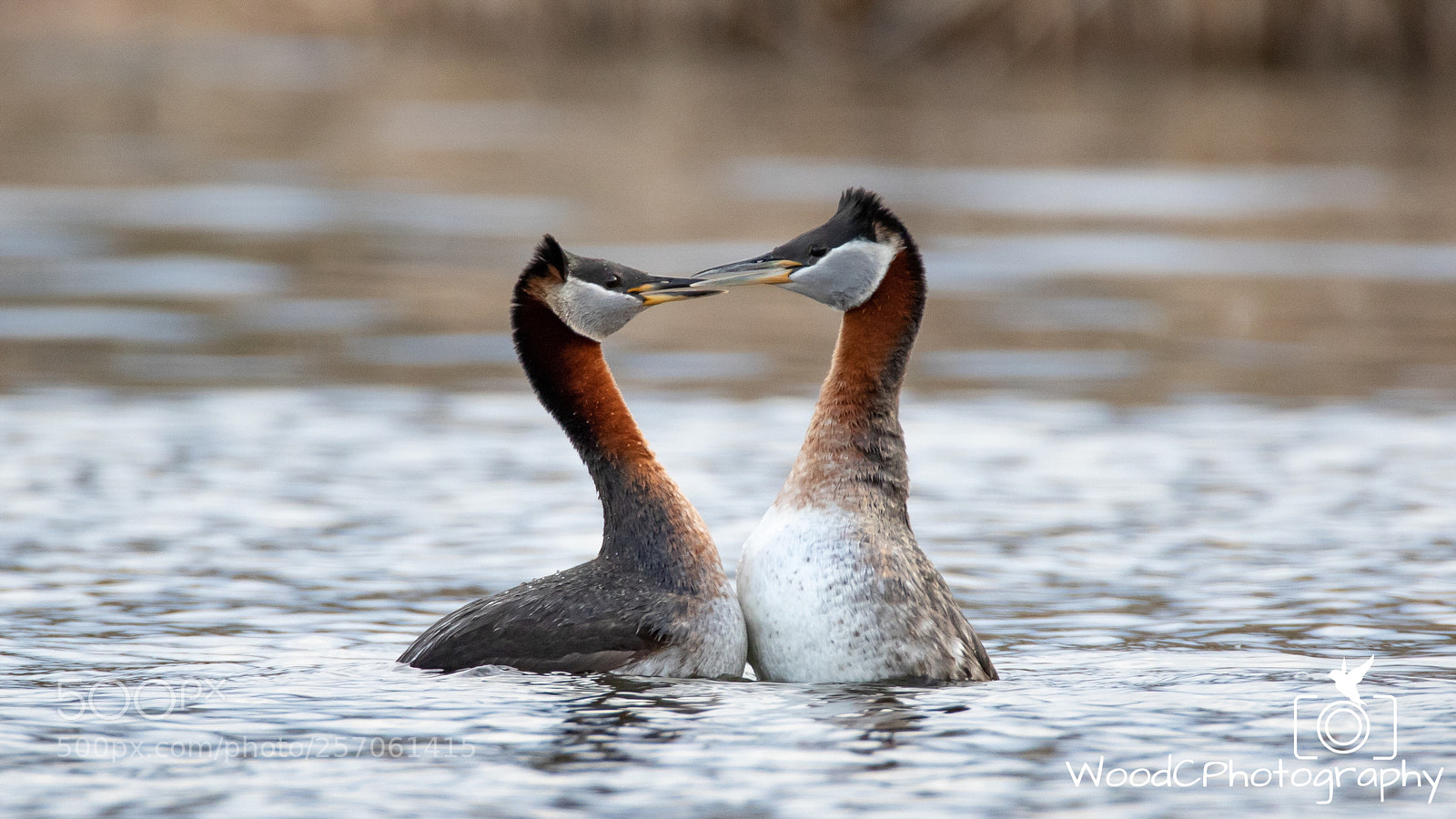 Canon EOS 7D Mark II sample photo. Red necked grebes dancing photography