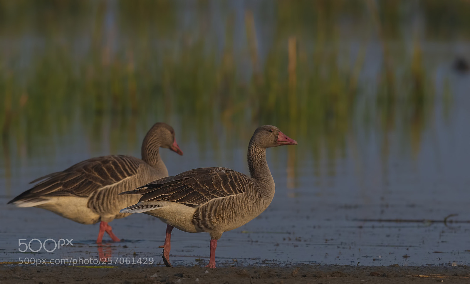 Nikon D500 sample photo. Greylag goose photography