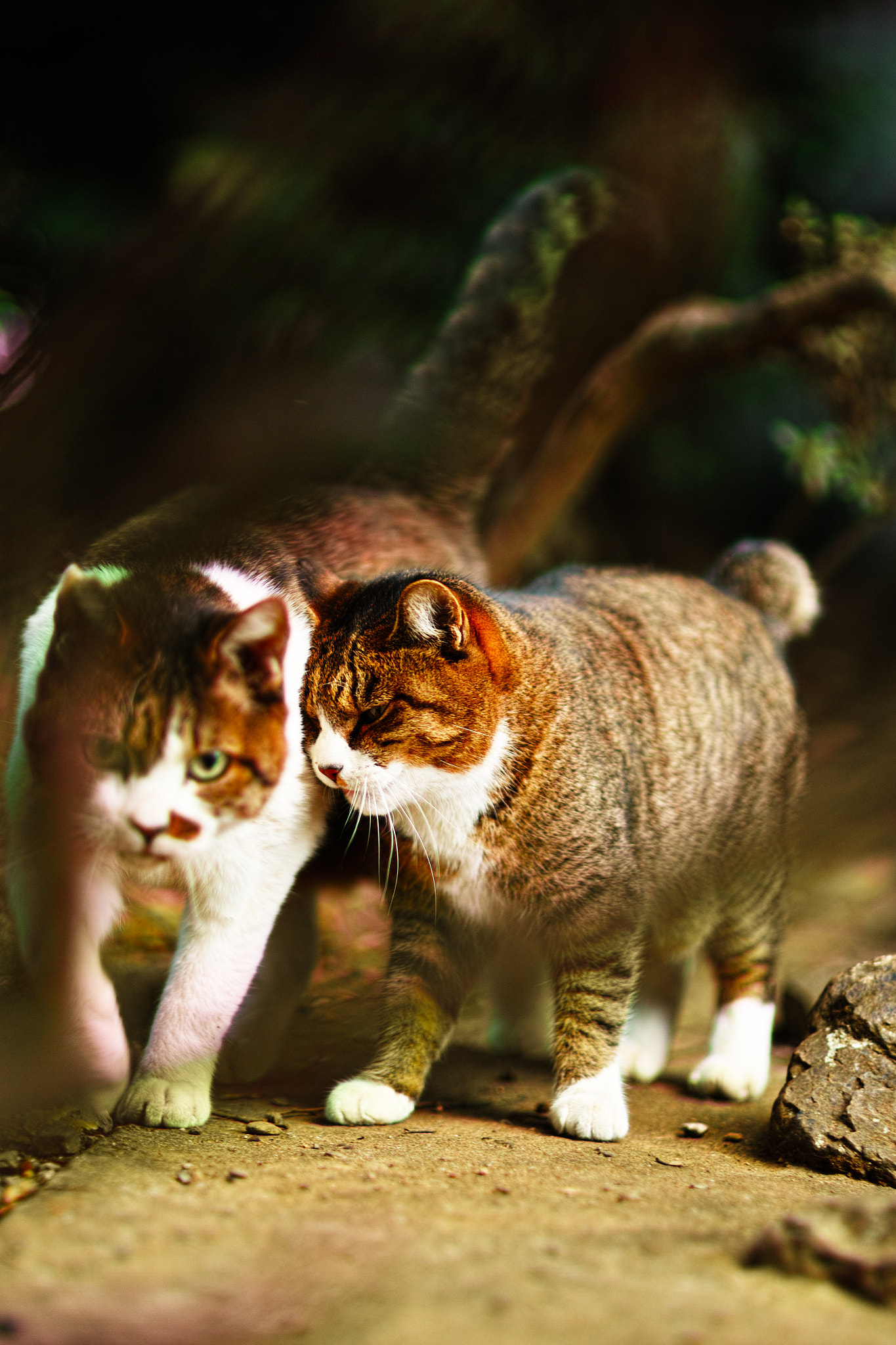 Sigma SD1 Merrill + Sigma 85mm F1.4 EX DG HSM sample photo. Cat every day photography
