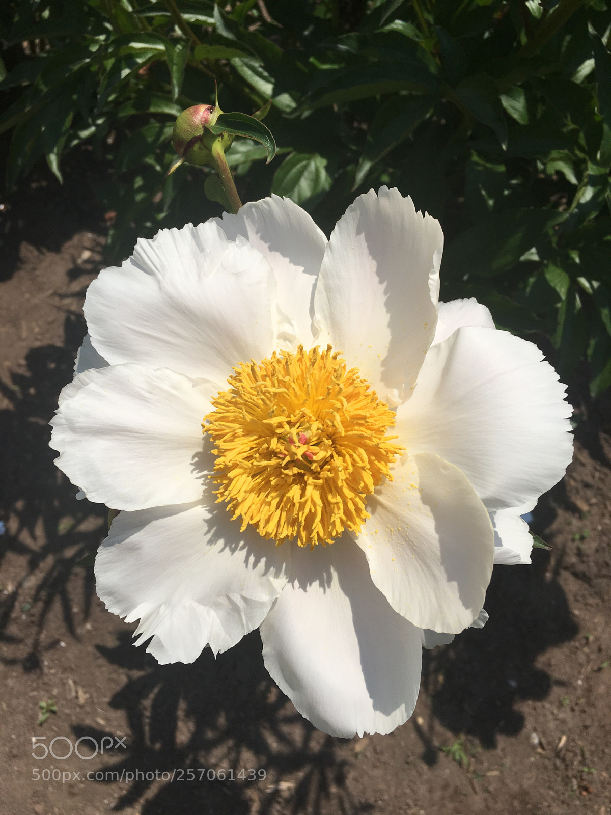 Apple iPhone 6s sample photo. Untitled photography