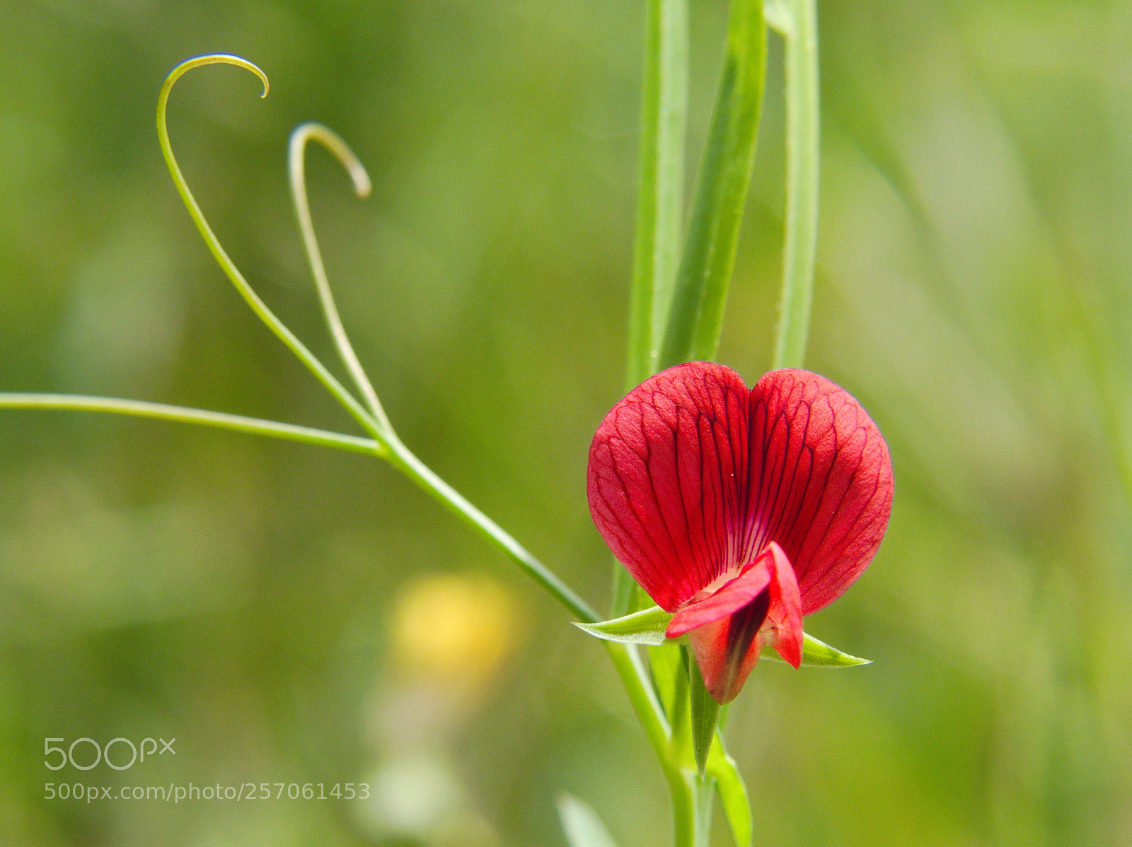 Panasonic Lumix DMC-FZ200 sample photo. Lathyrus cicera l' l photography