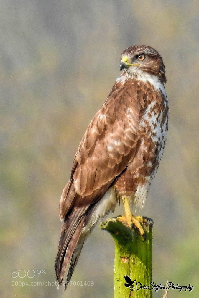 Nikon Coolpix P900 sample photo. Common buzzard photography