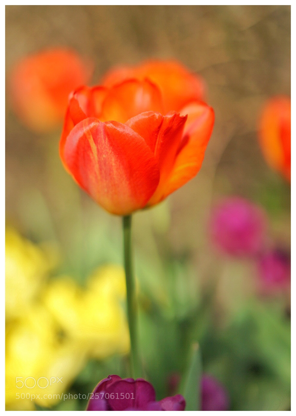 Sony a7 II sample photo. Tulip 1 photography