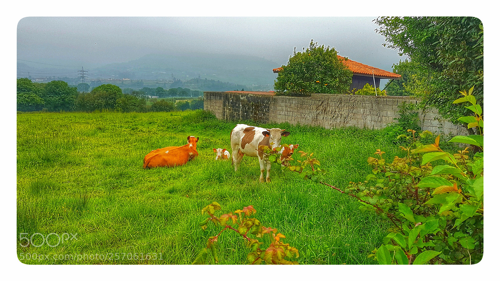 Samsung Galaxy S7 Edge sample photo. Campo asturiano photography