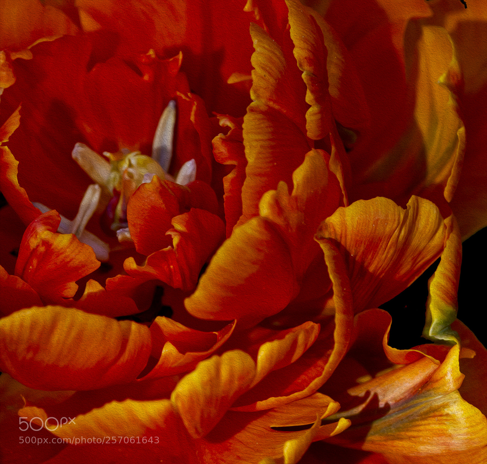 Canon EOS 7D sample photo. Tulip 3 photography