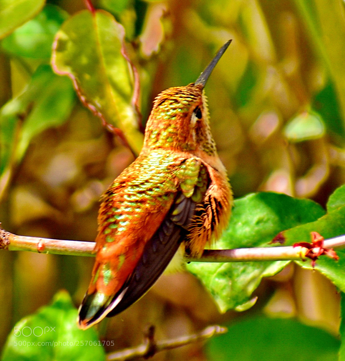 Nikon D7200 sample photo. Hummingbird on a rosebush photography