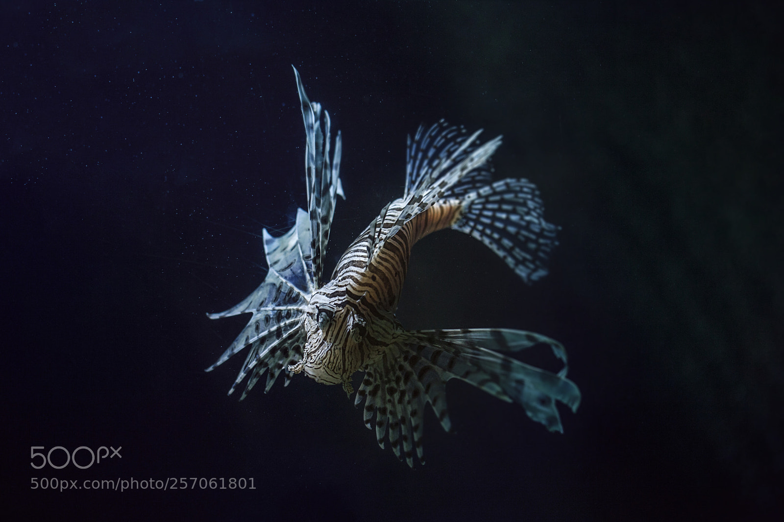 Canon EOS 5D Mark II sample photo. Lionfish photography