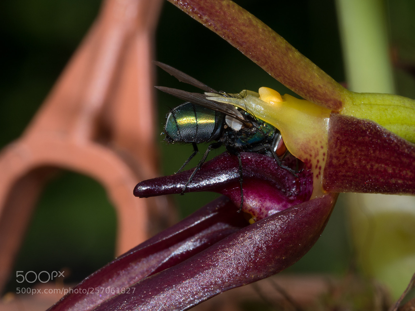 Olympus OM-D E-M10 II sample photo. Fly pollinates bulbophyllum nymphopolitanum photography