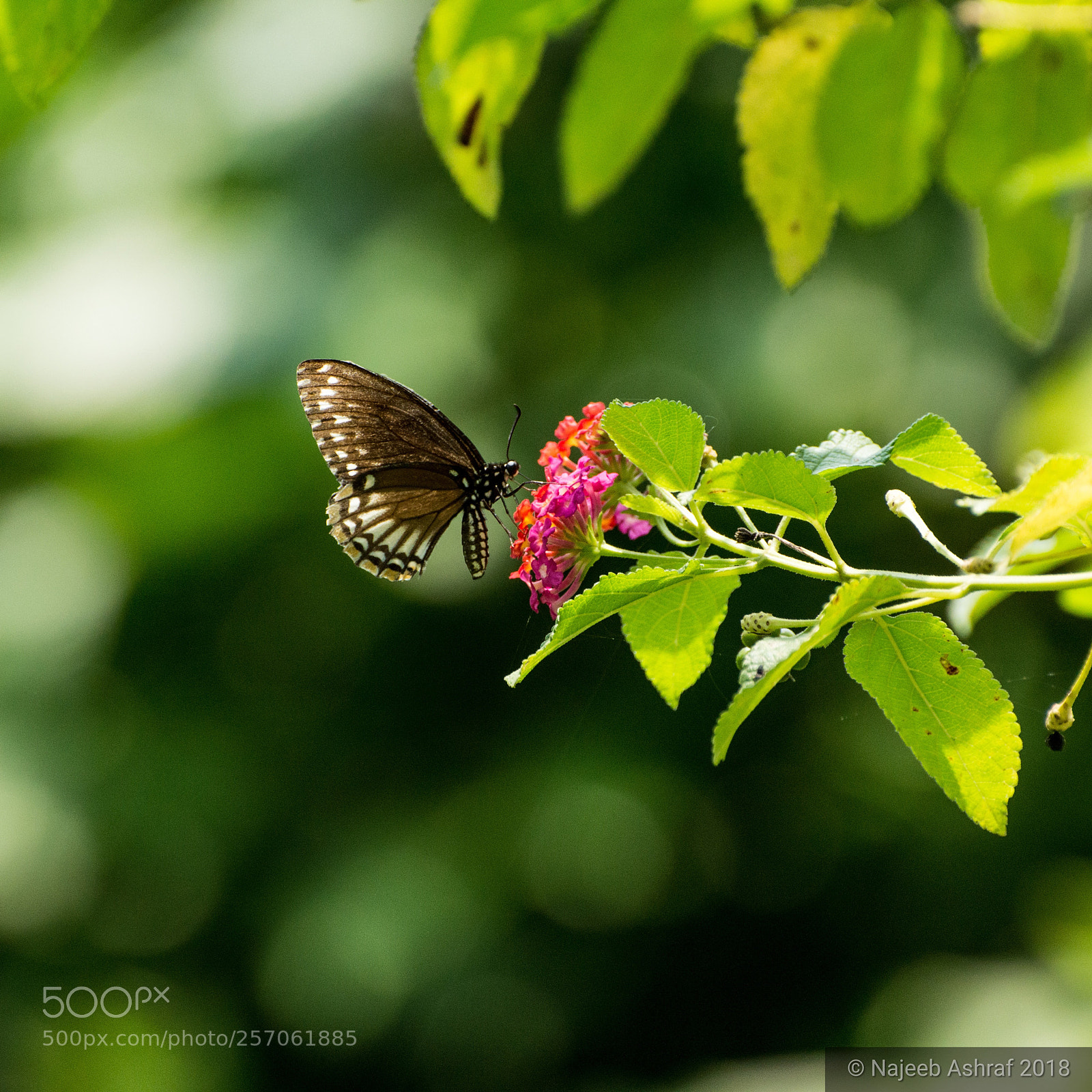 Nikon D3200 sample photo. Malabar raven photography