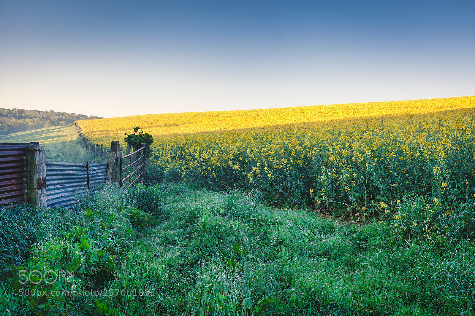 Canon EOS 5D Mark II sample photo. Rapeseed photography