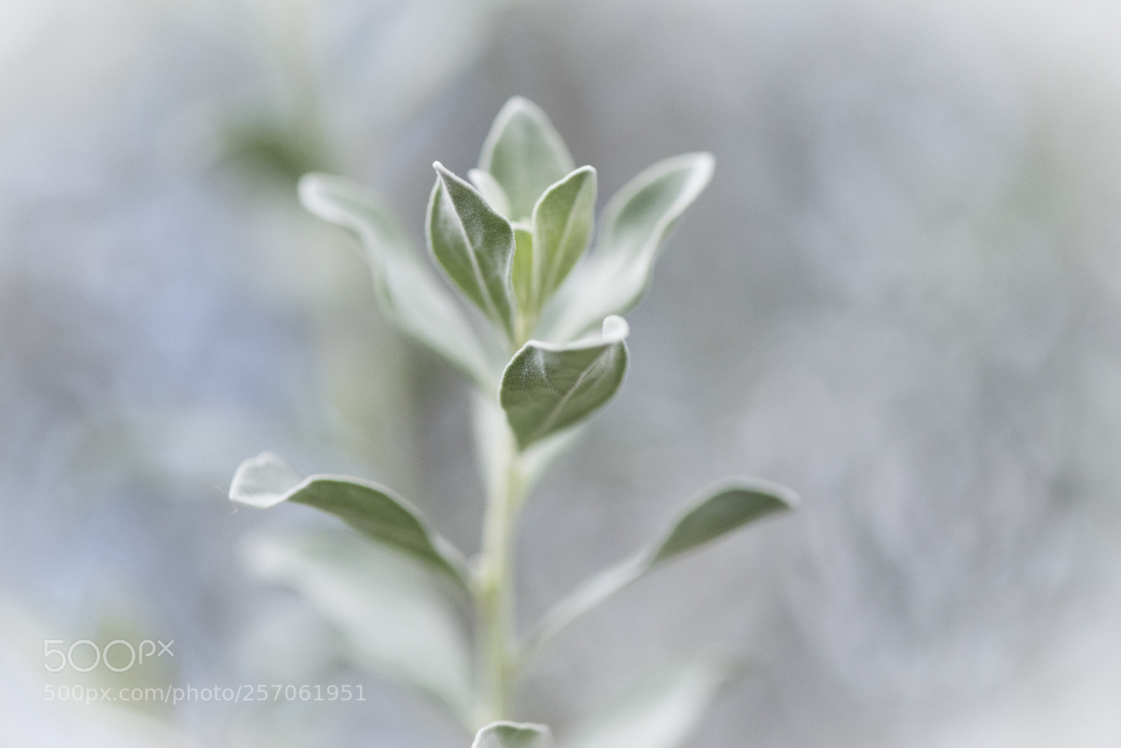 Nikon D750 sample photo. Leaf photography