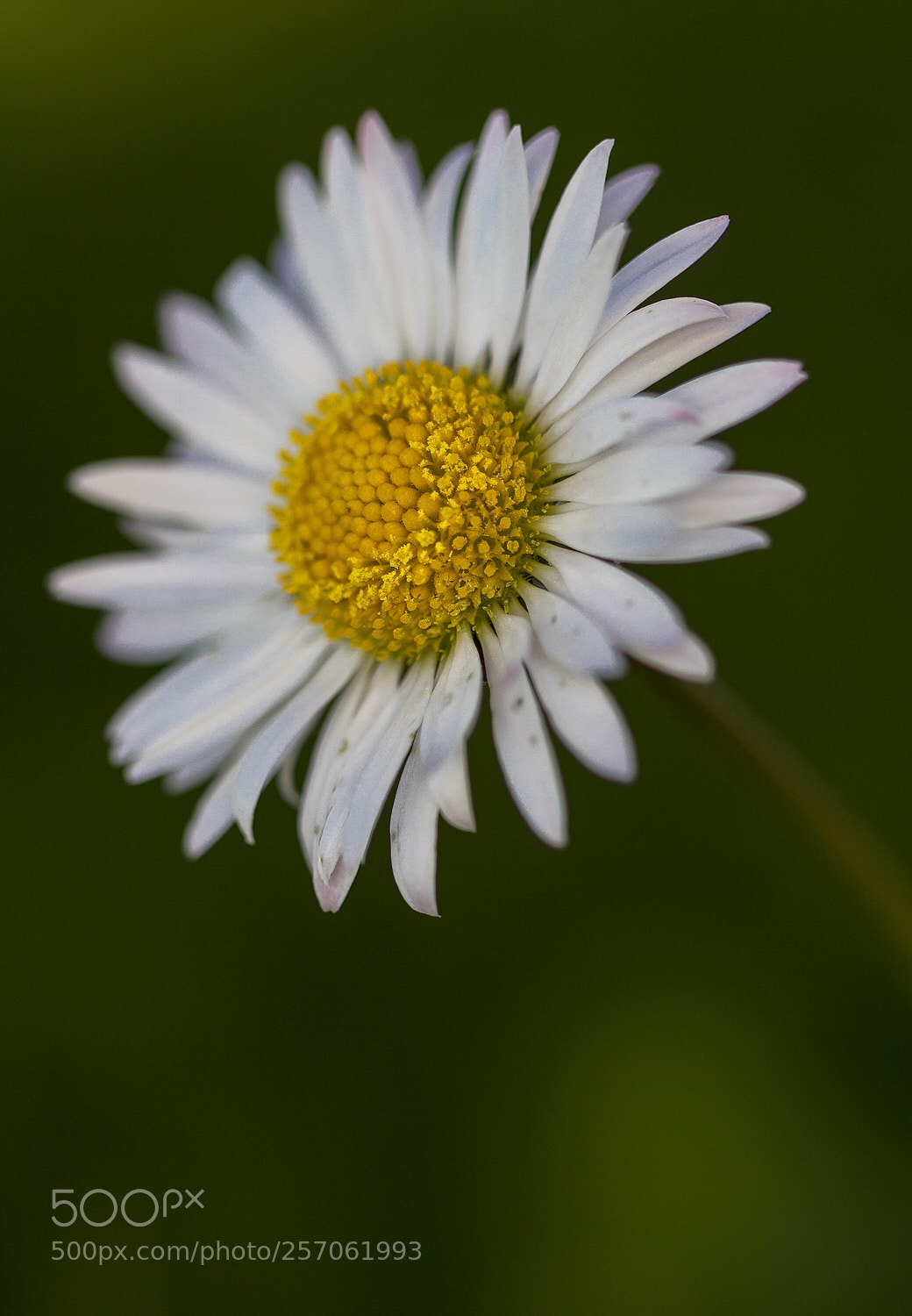 Canon EOS 550D (EOS Rebel T2i / EOS Kiss X4) sample photo. Margarita  photography