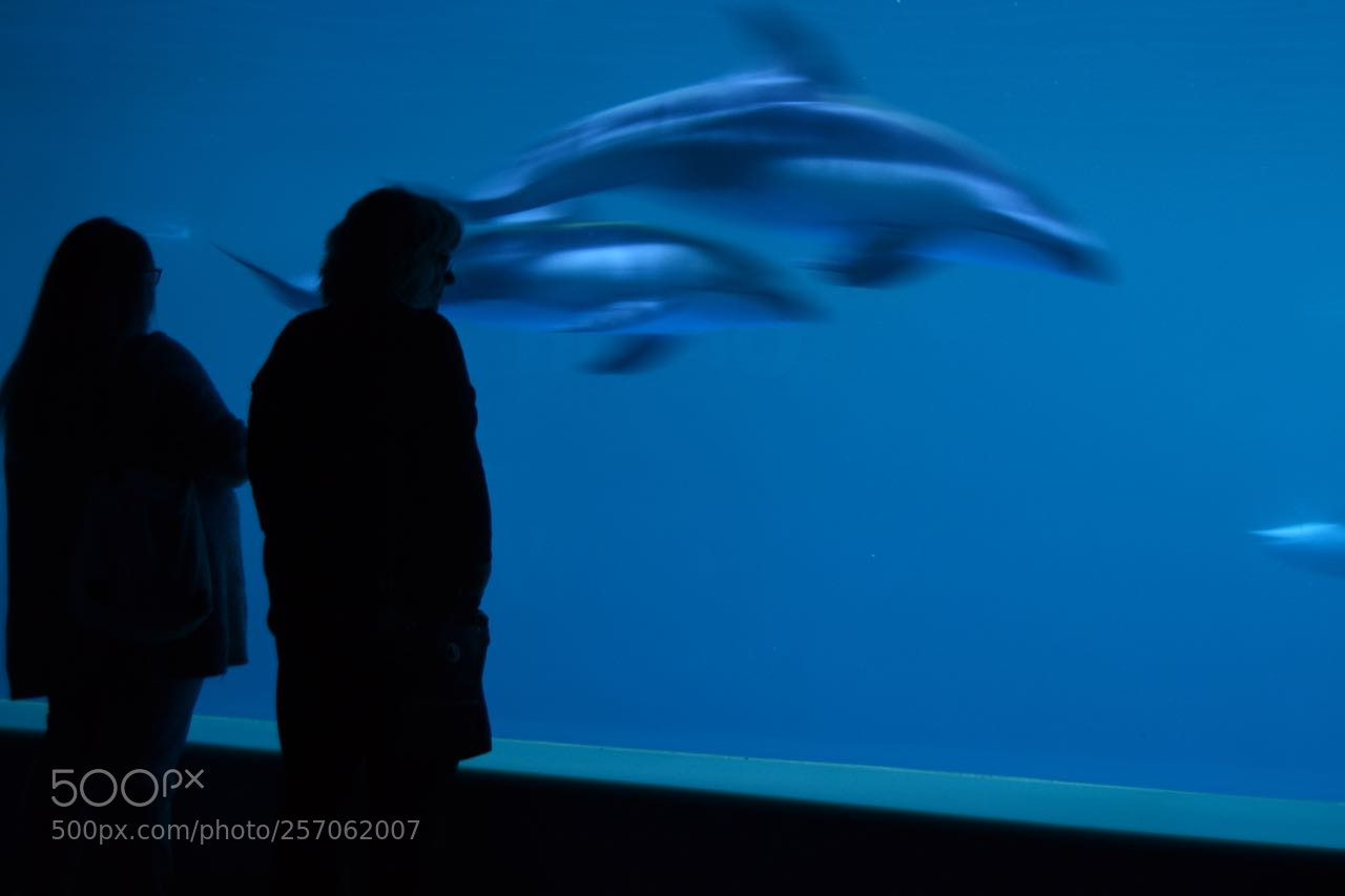 Nikon D3100 sample photo. Under water photography