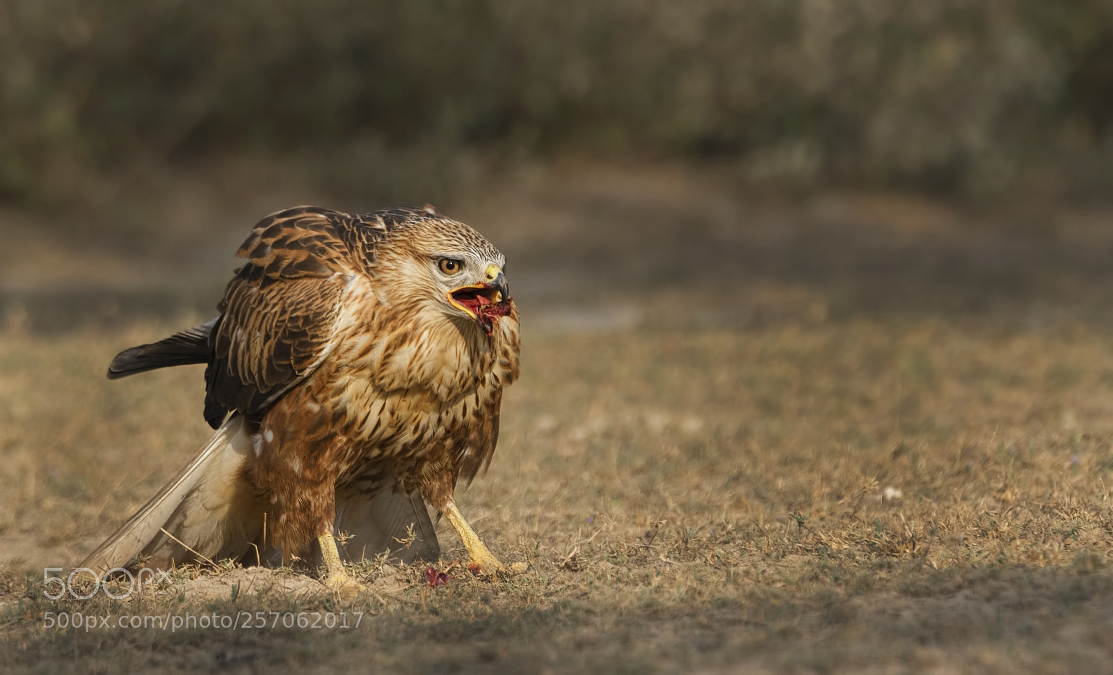 Nikon D750 sample photo. Long legged buzzard photography