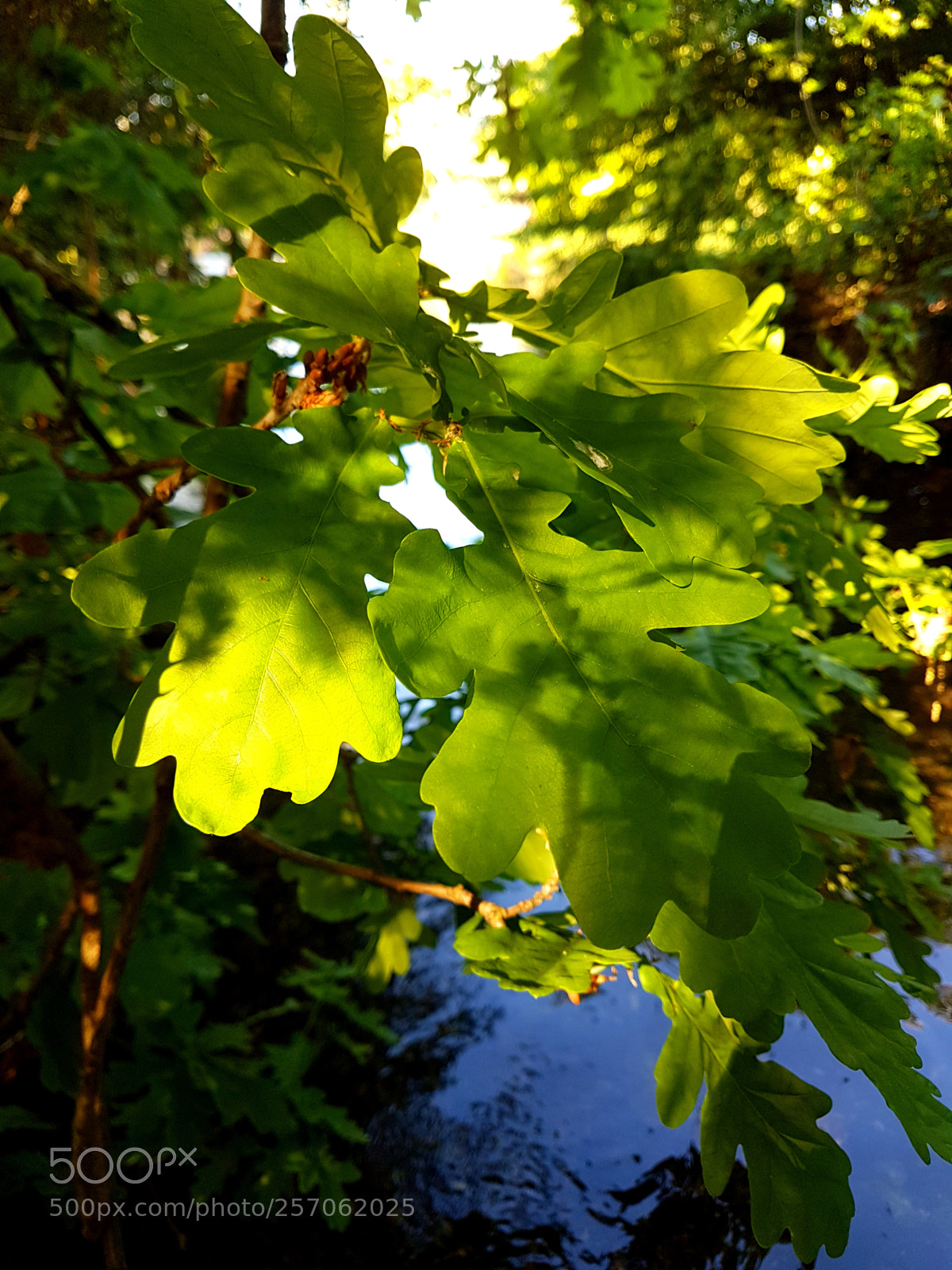 Samsung Galaxy S7 sample photo. Untitled photography