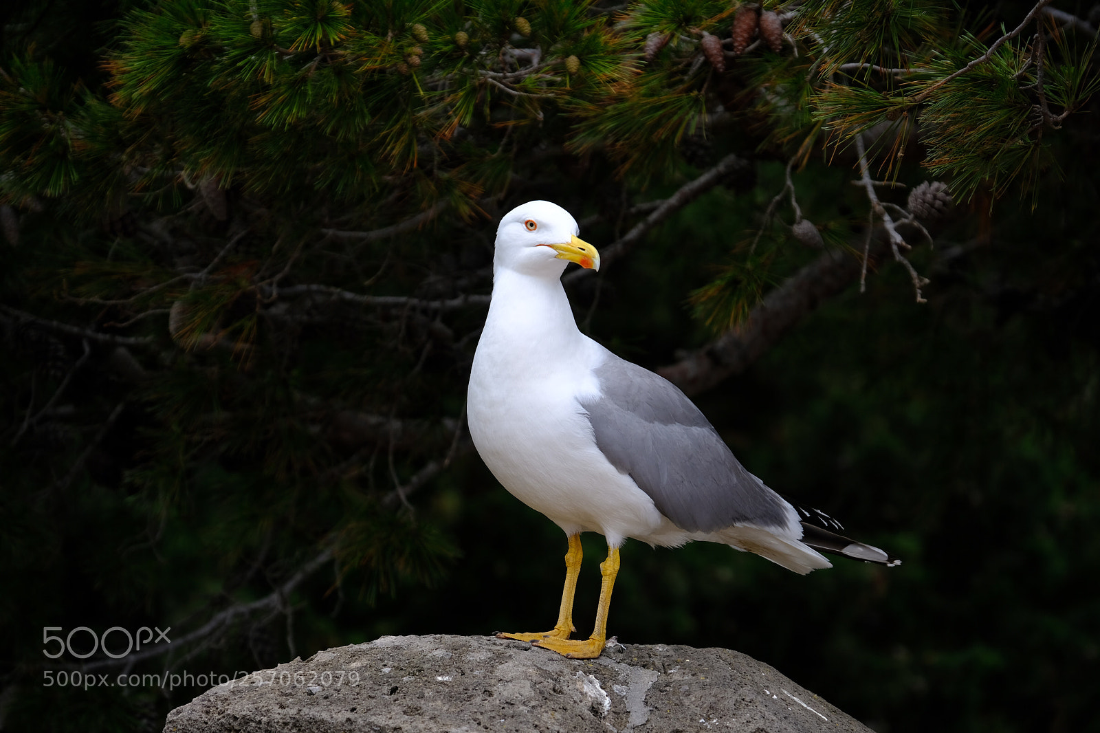 Fujifilm X-Pro2 sample photo. Nice birdie photography