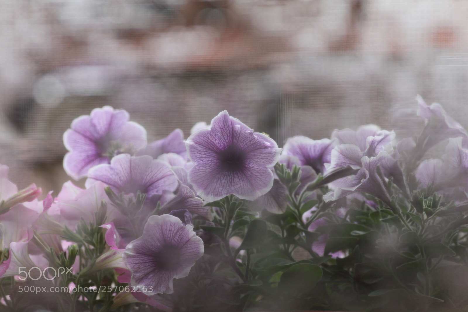 Canon EOS 7D sample photo. Dreaming photography