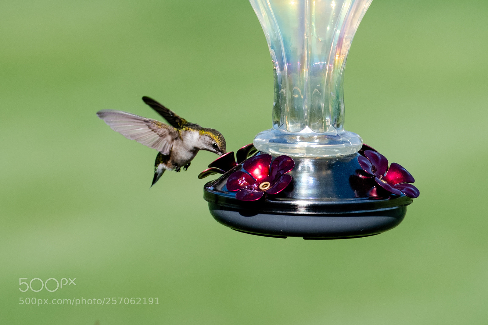Nikon D850 sample photo. Hummingbird photography
