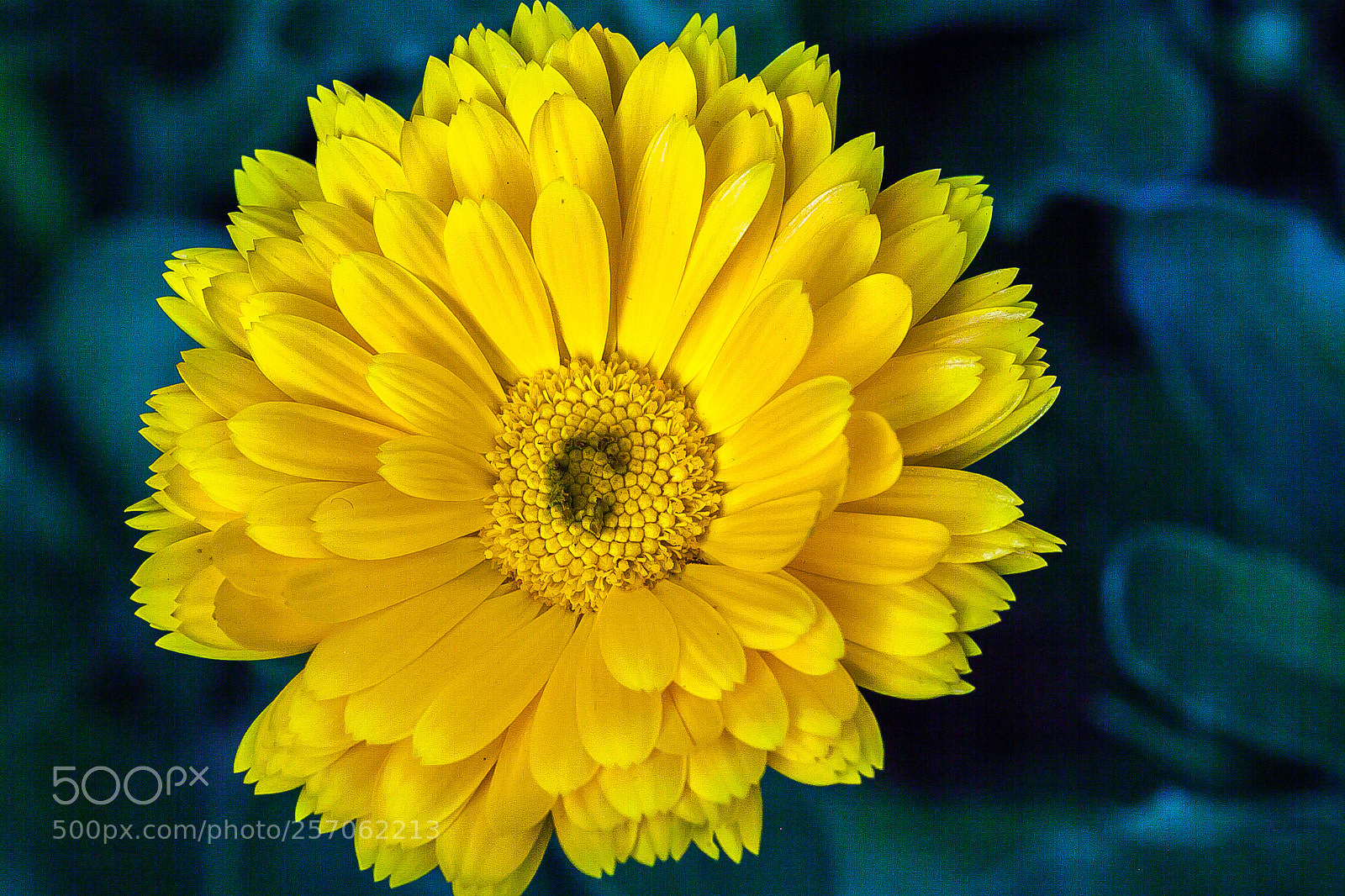 Canon EOS 5D Mark II sample photo. Untitled photography