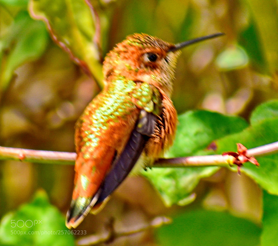 Nikon D7200 sample photo. Hummingbird looking at you photography