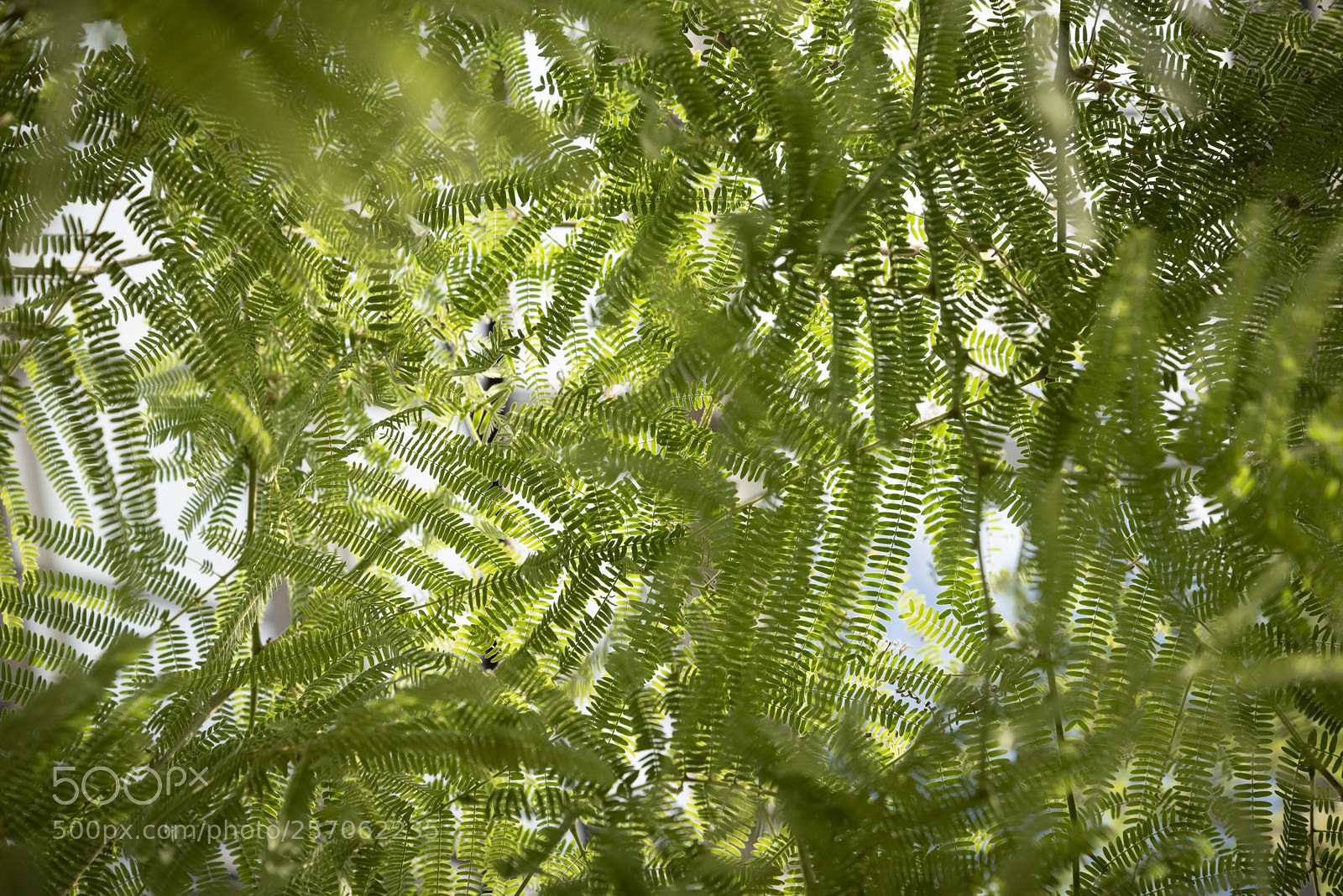 Nikon D750 sample photo. Canopy photography
