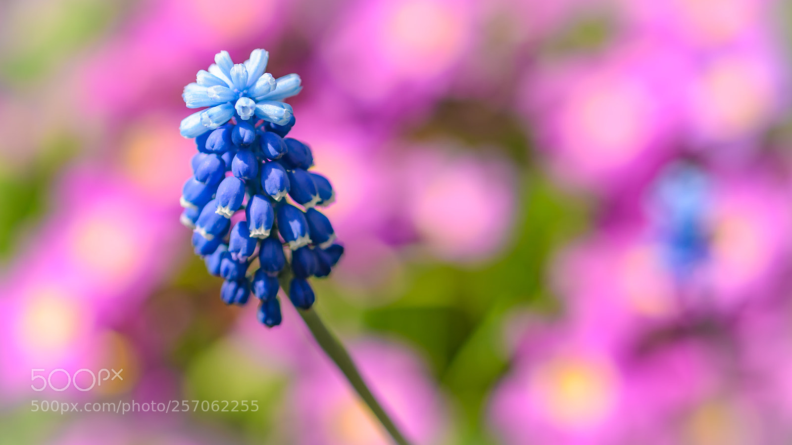 Nikon D7000 sample photo. Garden flowers in spring photography