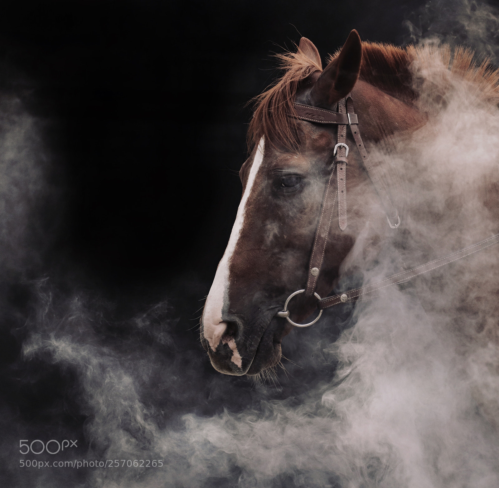 Canon EOS 6D Mark II sample photo. Horse whisperer photography