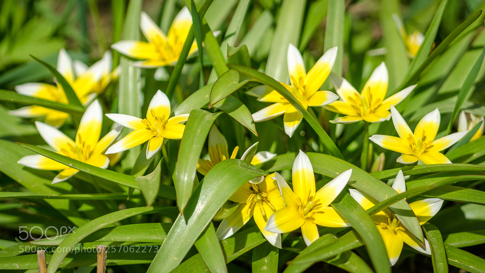 Nikon D7000 sample photo. Garden flowers in spring photography