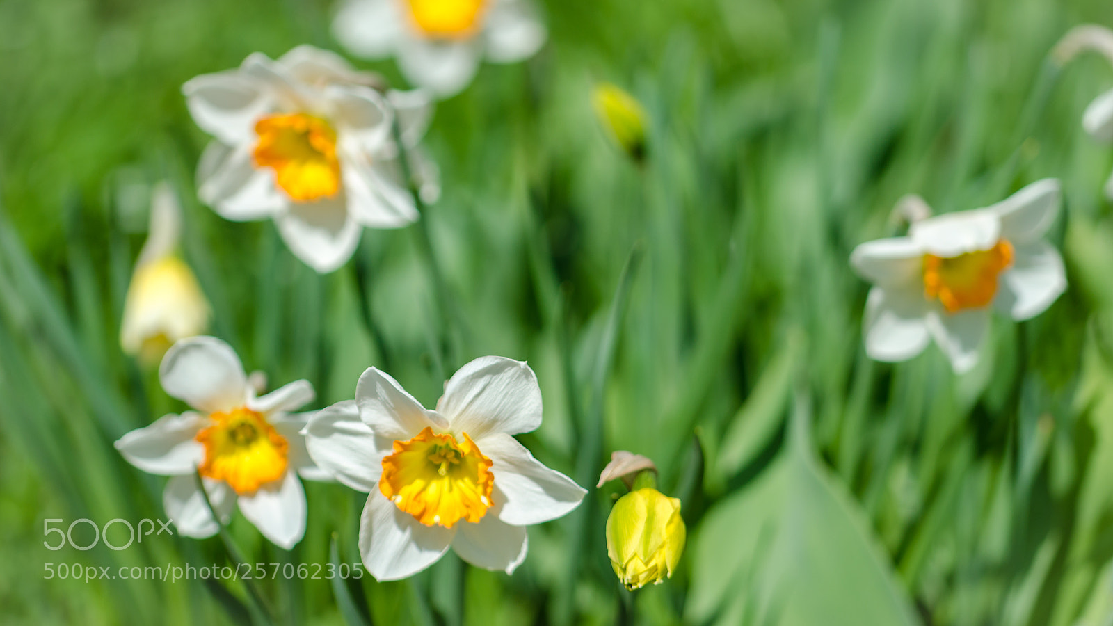 Nikon D7000 sample photo. Garden flowers in spring photography