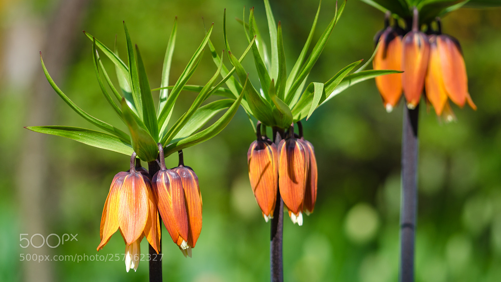 Nikon D7000 sample photo. Garden flowers in spring photography