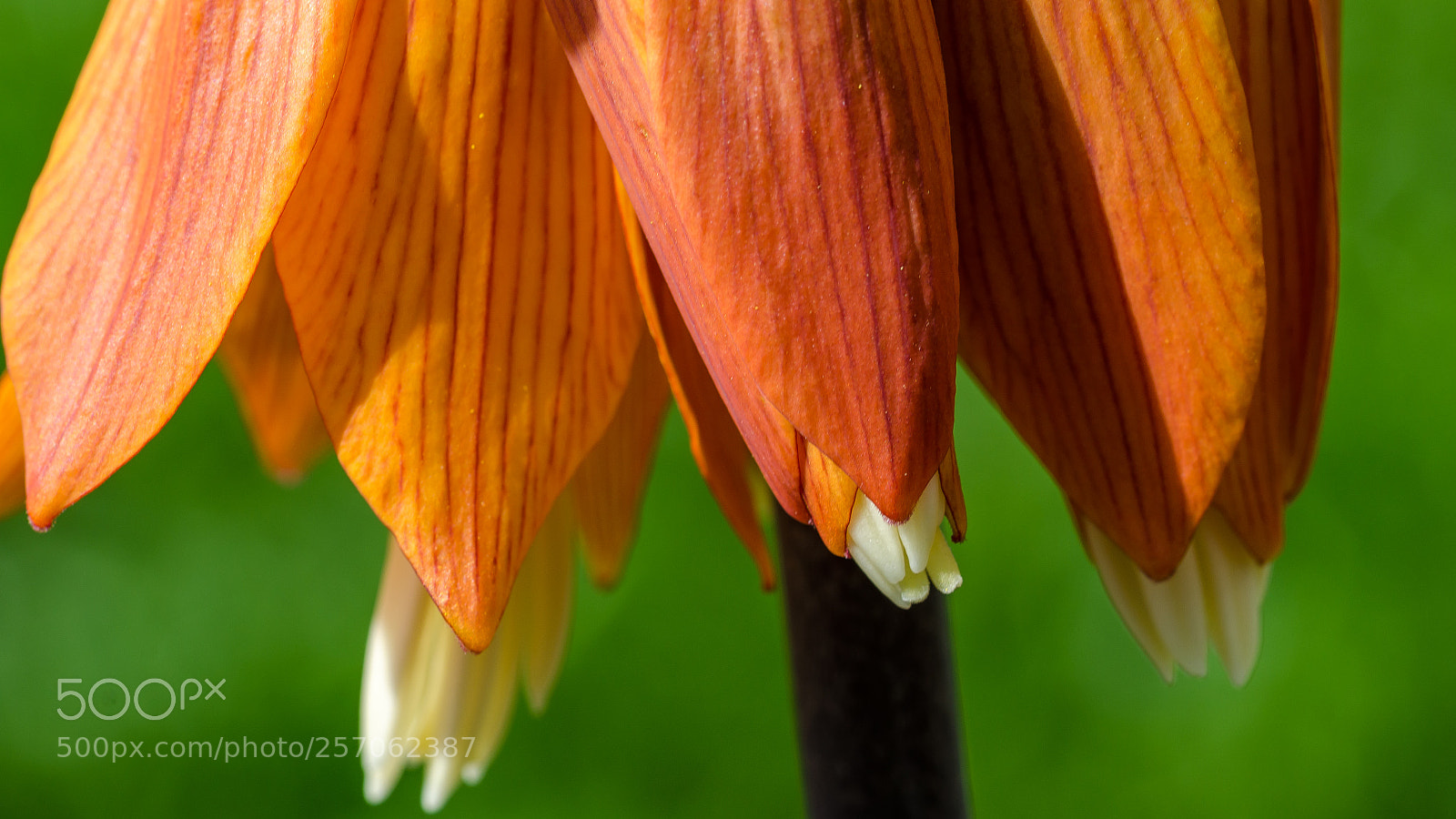 Nikon D7000 sample photo. Garden flowers in spring photography