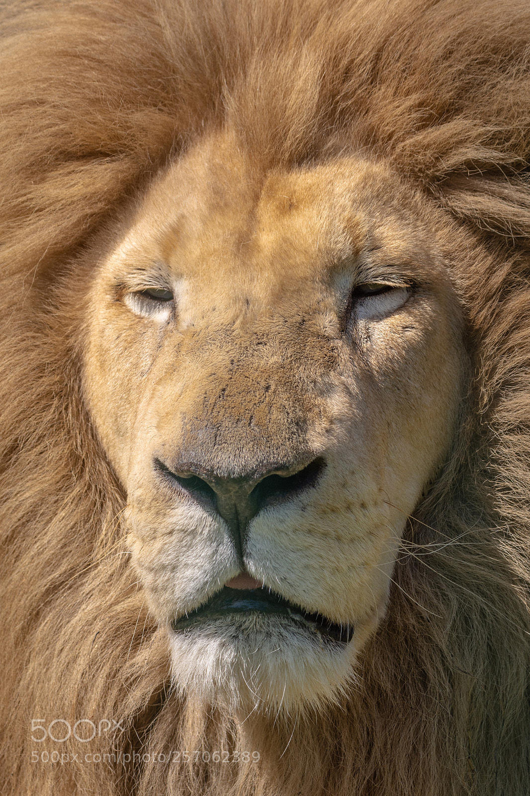 Nikon D7200 sample photo. White lion photography