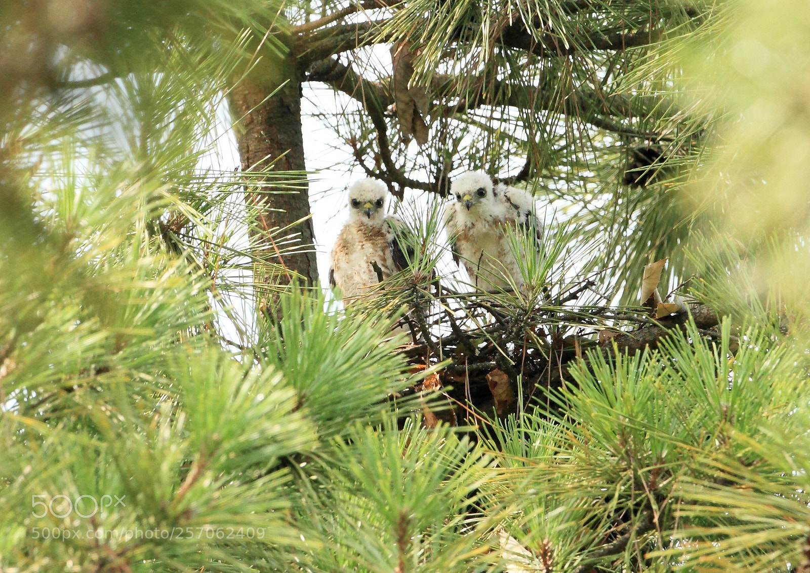 Canon EOS 7D sample photo. つみ japanese sparrow hawk photography