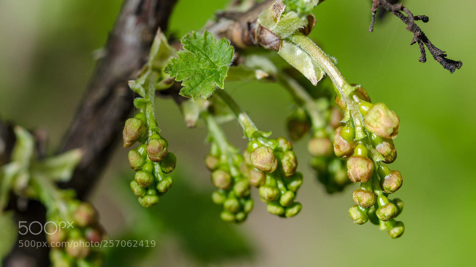 Nikon D7000 sample photo. Garden flowers in spring photography