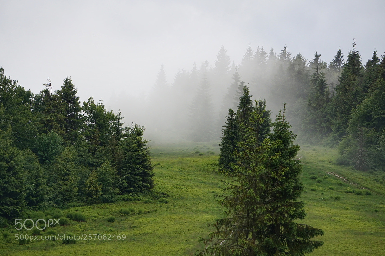 Sony a5100 sample photo. Fog photography